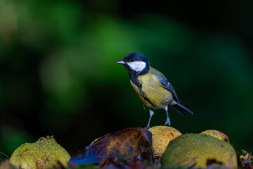 Great tit (Parus major) sitting in the winter in the forest in  the Netherlands © henk bogaard