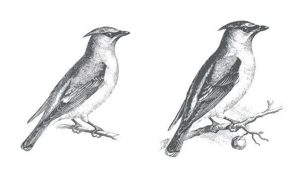 Vintage Crested Lark bird perched on a branch engraved illustration.