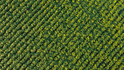 Overhead flat lay aerial drone photo of orderly crop rows creating a striking geometric natural pattern in a green agricultural field. © TAMER YILMAZ
