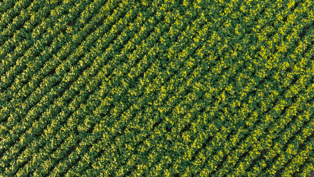 Overhead flat lay aerial drone photo of orderly crop rows creating a striking geometric natural pattern in a green agricultural field.