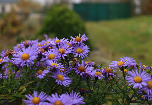  Close-up of purple aster flowers covered in water drops or dew on a cloudy autumn day, blurry green garden background