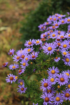 Vertical shot of vibrant purple aster flowers with dew drops blooming in autumn park, moody seasonal nature background