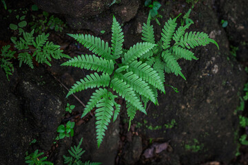 Symmetrical green fronds of Tectaria (Tectaria zeylanica) fern growing amidst dark rocks in Western Ghats forest © Libin