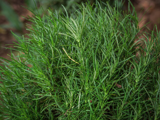 Fototapeta premium Dense, needle-like green foliage of a Rosemary (Salvia rosmarinus) herb plant growing in Kerala
