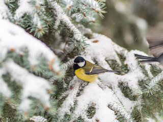 Cute bird Great tit, songbird sitting on the fir branch with snow in winter © Dmitrii Potashkin