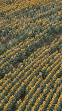 High-angle aerial drone view of curved crop rows in a blooming sunflower field in Douglas County, Kansas, bathed in warm sunset golden hour light