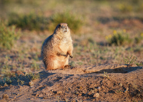Wild Prairie Dog at Sunrise in Colorado.