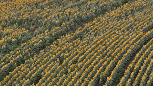 High-angle aerial drone view of curved crop rows in a blooming sunflower field in Douglas County, Kansas, bathed in warm sunset golden hour light