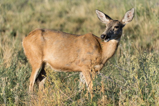 Colorado Wildlife. Wild Deer on the High Plains of Colorado. Mule Deer Doe on a grassy hill.
