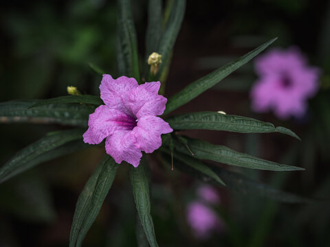 Vibrant purple flower of a Mexican Petunia (Ruellia simplex) blooming among narrow green leaves in Kerala