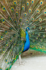 Fototapeta premium Peacock displays feathers in a garden during daytime hours, showcasing bright colors and patterns to attract attention