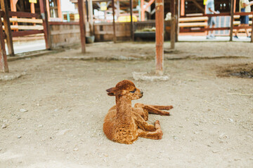 Llama sits on the ground in a barn during day at a farm in a rural area © DSMT