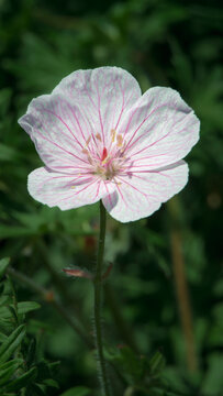 Sunlit geranium blossom reveals fine magenta veins across translucent petals