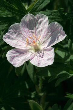 Silky petals and vivid veins emerge from a shadowed summer garden