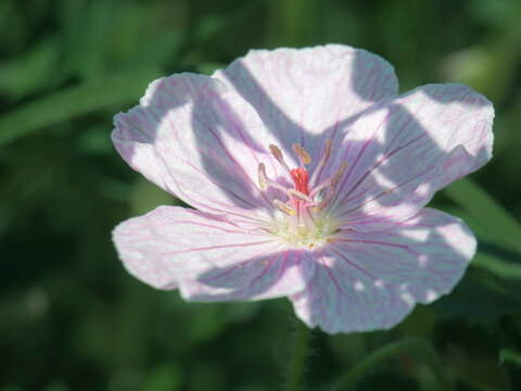 Gentle geranium flower shines softly above lush dark green leaves 