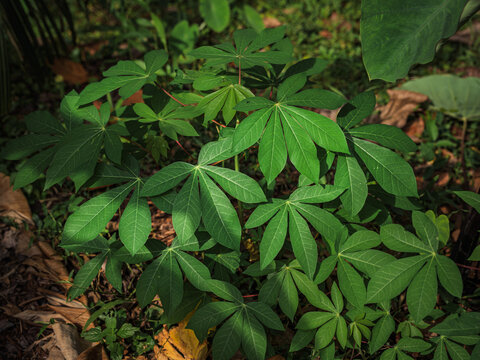 Lush palmate leaves of a Cassava (Manihot esculenta) plant growing in a tropical farm plot in Kerala