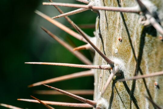 Sharp cactus spines radiate from a ribbed textured green stem 
