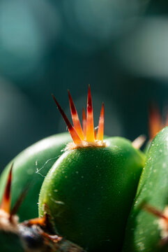 Sharp red cactus spines emerging from a woolly areole on a green stem 