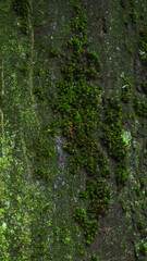 Obraz premium Vibrant green moss creeps across dark textured tree bark 