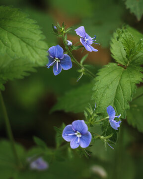 Germander speedwell opens a vivid violet flower among fresh green woodland leaves 