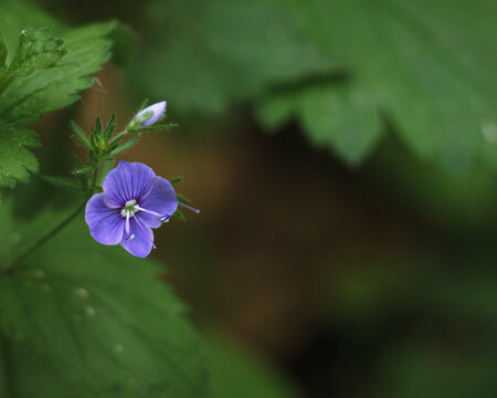 Delicate veronica chamaedrys bloom reveals purple veins and slender projecting stamens