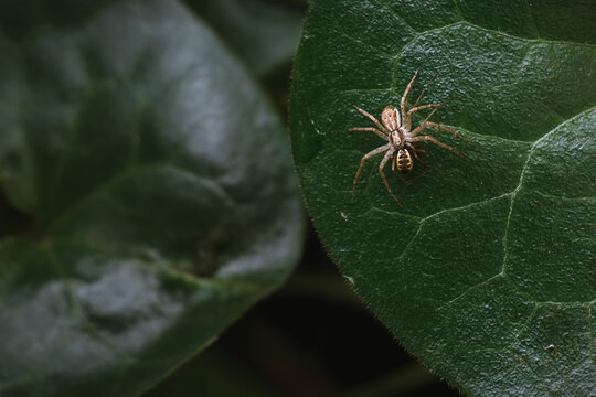 Spider cannibalism captured as one arachnid feeds on another atop a green leaf 