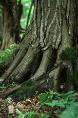 Fototapeta premium Moss-covered tree roots rise beside a blooming forest floor 