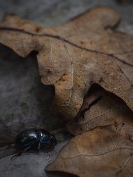 Shiny metallic dor beetle crawling near dry oak leaf on forest floor 