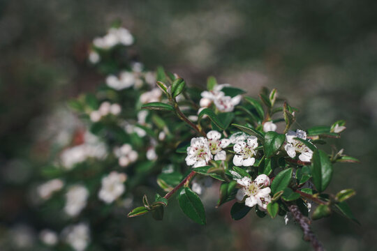 White cotoneaster blossoms open among glossy green leaves on woody branches 