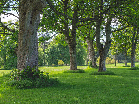 Tree trunks in a summer meadow in a park