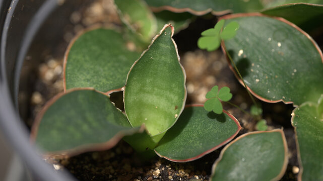 Close-up of a young Dracaena, formerly classified as Sansevieria, growing in a pot with fresh new leaf growth and small wood sorrel weeds.