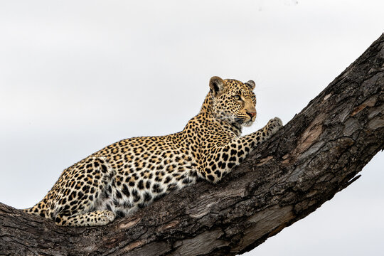 Leopard female resting in a tree in the late afternoon in Sabi Sands Game Reserve in the Greater Kruger Region in South Africa