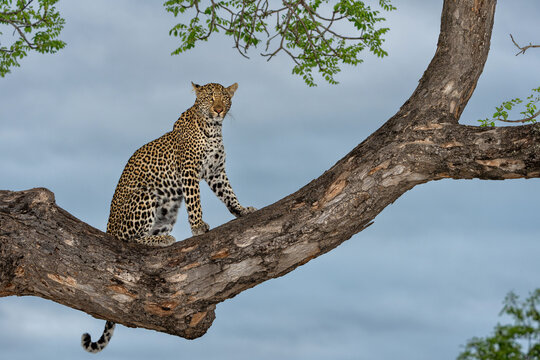 Leopard female resting in a tree in the late afternoon in Sabi Sands Game Reserve in the Greater Kruger Region in South Africa