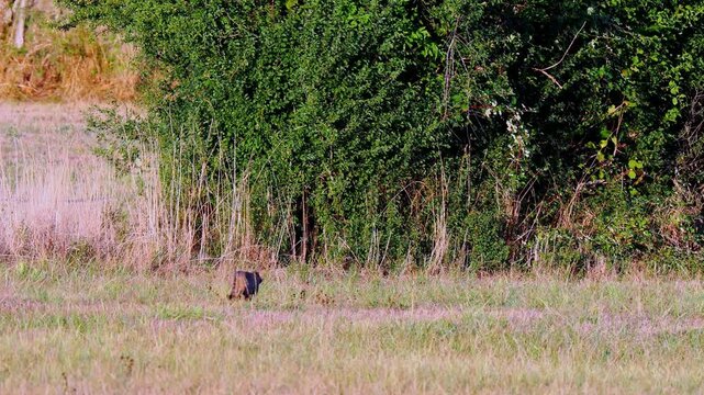 Chat forestier d&rsquo;Europe (Felis silvestris) observ&eacute; dans une prairie en lisi&egrave;re de for&ecirc;t &agrave; Uxelles, Jura