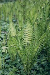 Single fern standing above groundcover © Belus