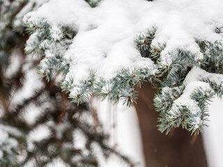 Green fir branches in winter covered with snow © Dmitrii Potashkin