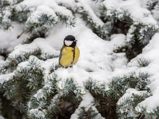 Cute bird Great tit, songbird sitting on the fir branch with snow in winter © Dmitrii Potashkin