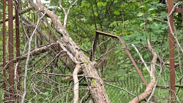 the tree fell and broke the fence. natural disaster