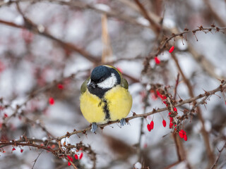 Cute bird Great tit, songbird sitting on a branch without leaves in the autumn or winter. © Dmitrii Potashkin