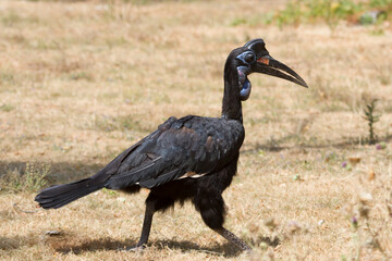 Hornbill seen at Thoiry Safari in Yvelines, Ile-de-France, France during the day © Francisco Javier Gil