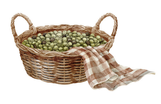 Basket with green olives and draped cloth watercolor illustration isolated on background. Mediterranean harvest composition with woven wicker container and rustic fabric for harvest greeting cards.