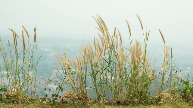 Wild foxtail grass sways in wind on mountain slope during sunny day. Golden seed heads move above rocky ground, atmospheric haze softens distant hills and valley under bright sunlight.