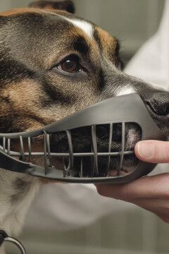 A dog is held by a veterinarian while wearing a muzzle, common in veterinary examinations. vertical frame