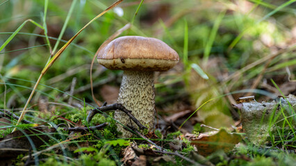 Brown birch bolete mushroom growing on grassy forest edge © FotoBastek