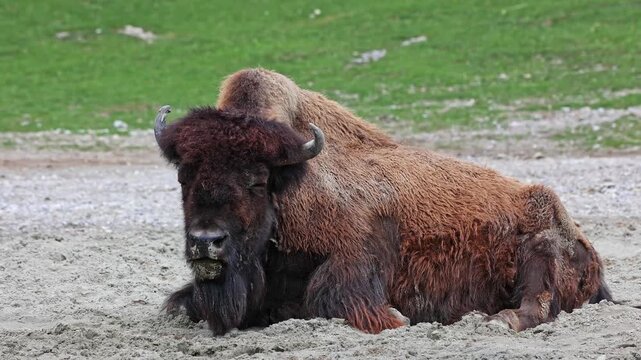 The American bison or simply bison, also commonly known as the American buffalo or simply buffalo, is a North American species of bison that once roamed North America in vast herds. 
