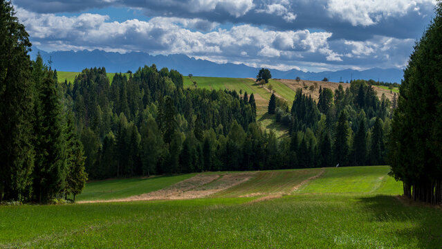 Green rolling hills and forest under blue cloudy sky