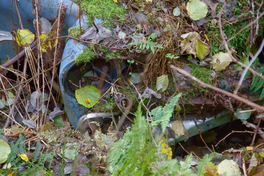 Abandoned vintage car heavily overgrown in forest