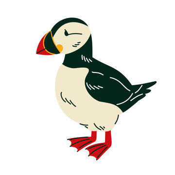 Colorful puffin illustration with black and white plumage and bright beak for Arctic wildlife education, children books, ocean posters, educational cards, coastal decor and travel themed designs. Vect