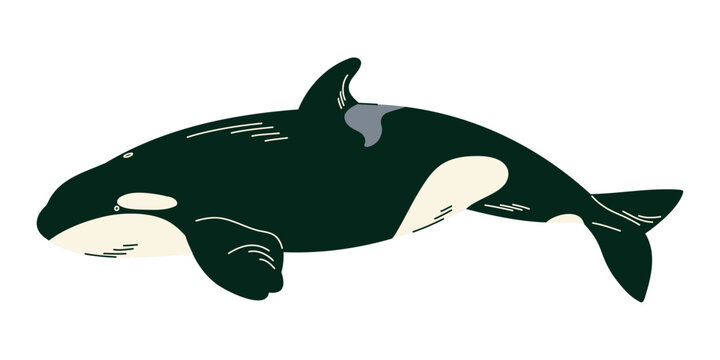 Orca killer whale illustration in black and white for Arctic marine education, children books, ocean posters, animal cards, nautical decor, wildlife education and marine themed projects