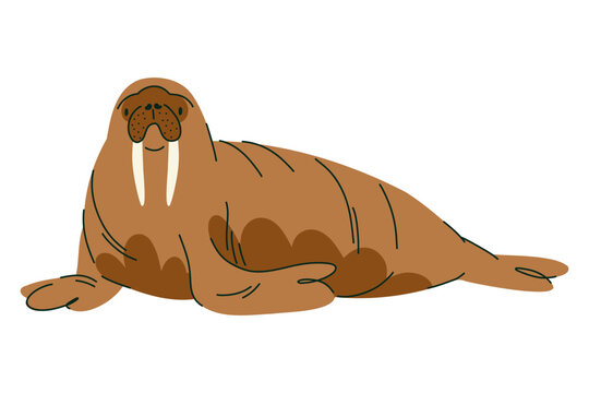 Walrus illustration with large tusks and prominent whiskers for Arctic wildlife education, children books, ocean posters, animal cards, marine themed decor and northern nature projects